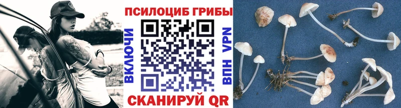 даркнет Telegram  Мышкин  Галлюциногенные грибы Magic Shrooms 